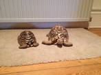 REHOMED...Leopard Male and Female - 5/6 & 4/5 years old (Sidney and Sandy)